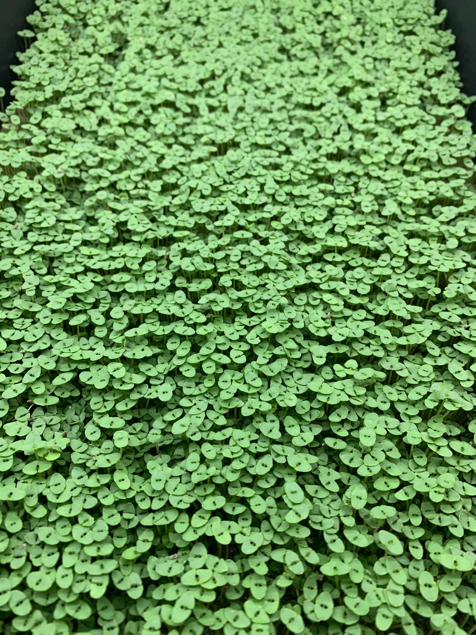 Dense tray of fresh broccoli microgreens
