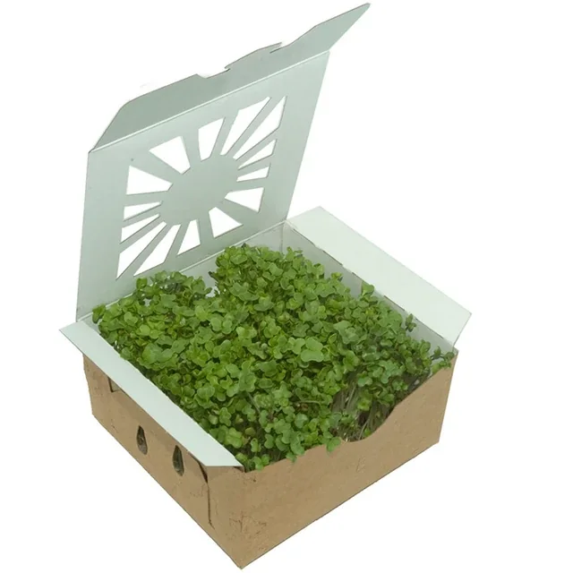 Radicle living broccoli microgreens in compostable paper packaging